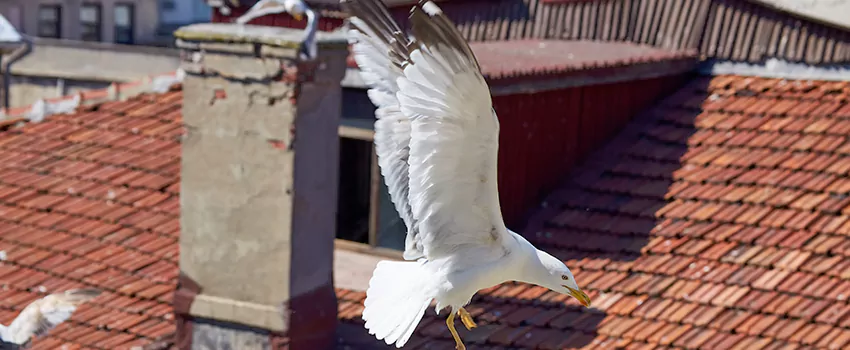 Residential Chimney Animal Removal Solution in La Crescenta-Montrose, CA